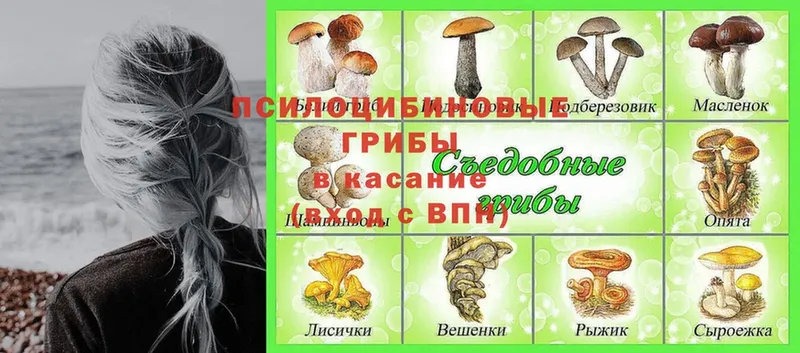 закладка  Спасск-Рязанский  Галлюциногенные грибы GOLDEN TEACHER 